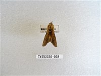 藏品(木舟蛾屬)的圖片